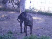 cane corso black brindle